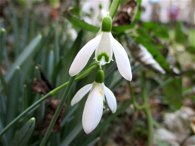 Kleines Schneeglöckchen (Galanthus nivalis) in Brebach