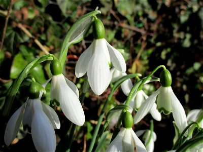 Kleines Schneeglöckchen (Galanthus nivalis) auf einer Brachfläche der Halberger Hütte in Brebach