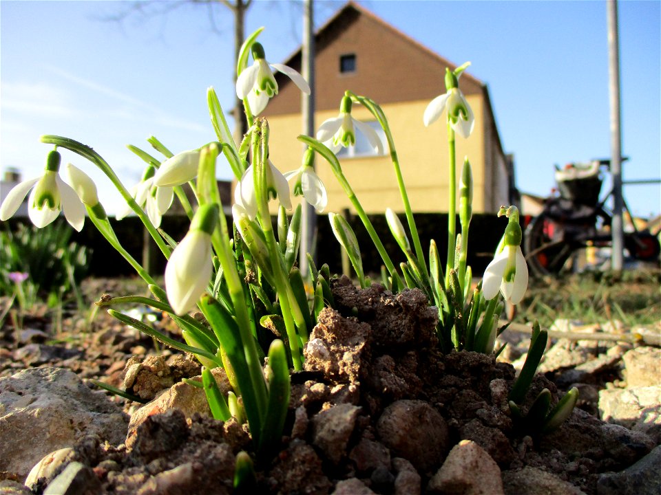 Kleines Schneeglöckchen (Galanthus nivalis) auf einer Brachfläche der Halberger Hütte in Brebach