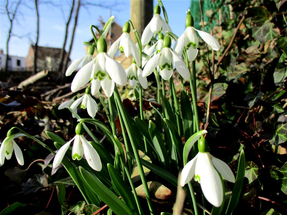 Kleines Schneeglöckchen (Galanthus nivalis) auf einer Brachfläche der Halberger Hütte in Brebach