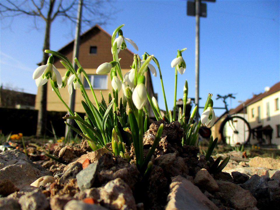 Kleines Schneeglöckchen (Galanthus nivalis) auf einer Brachfläche der Halberger Hütte in Brebach