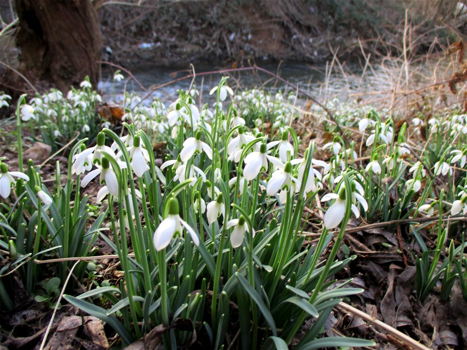 Kleines Schneeglöckchen (Galanthus nivalis) am Saarbach in Brebach