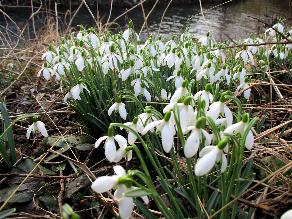 Kleines Schneeglöckchen (Galanthus nivalis) am Saarbach in Brebach