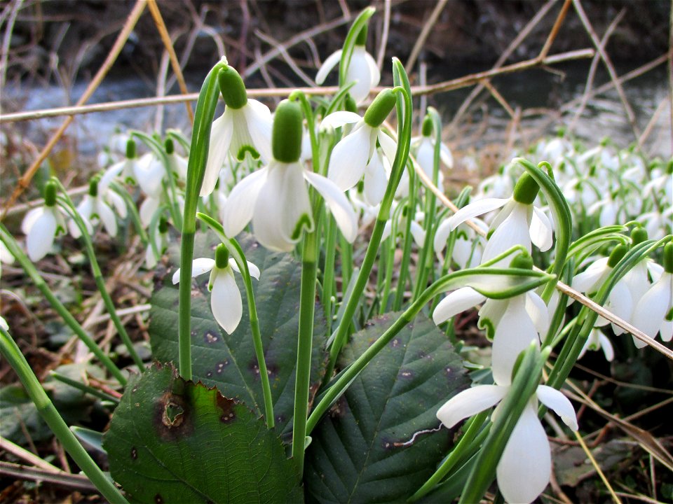 Kleines Schneeglöckchen (Galanthus nivalis) am Saarbach in Brebach