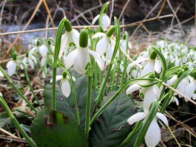 Kleines Schneeglöckchen (Galanthus nivalis) am Saarbach in Brebach photo