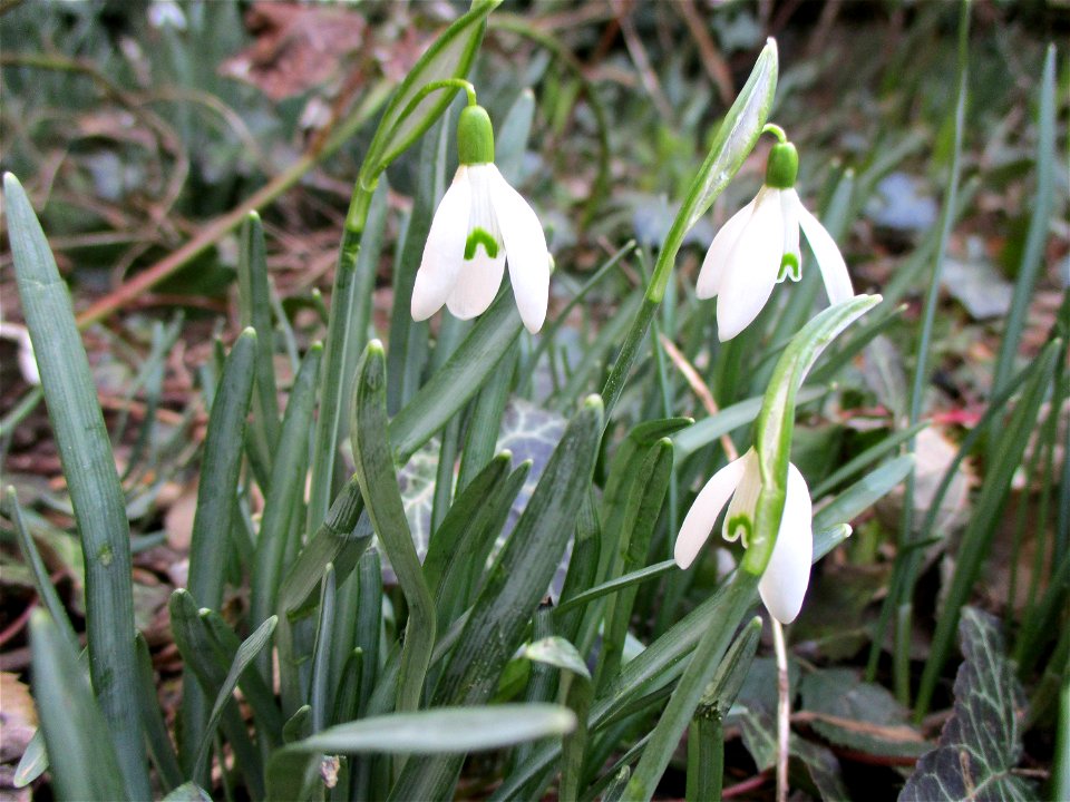 Kleines Schneeglöckchen (Galanthus nivalis) in Brebach