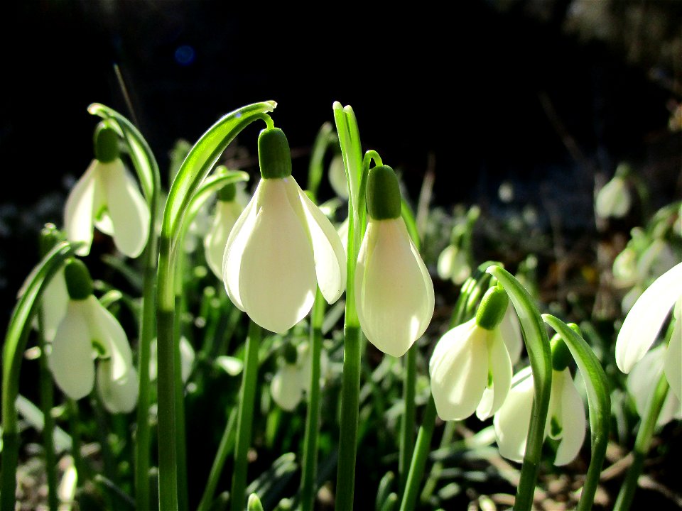 Kleines Schneeglöckchen (Galanthus nivalis) am Saarbach in Brebach