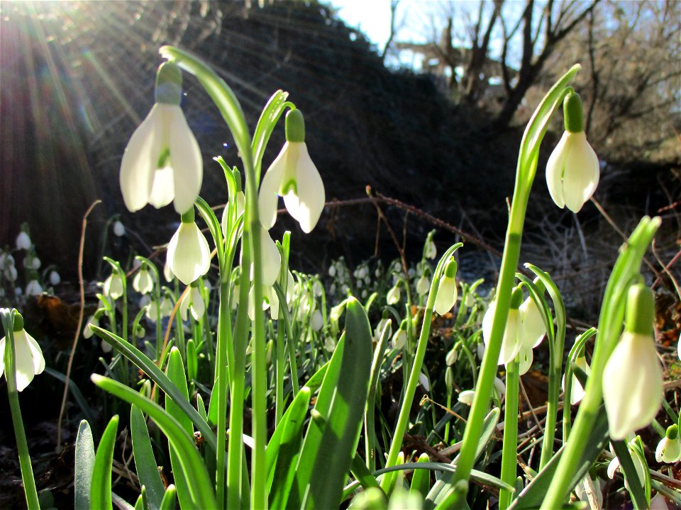 Kleines Schneeglöckchen (Galanthus nivalis) am Saarbach in Brebach