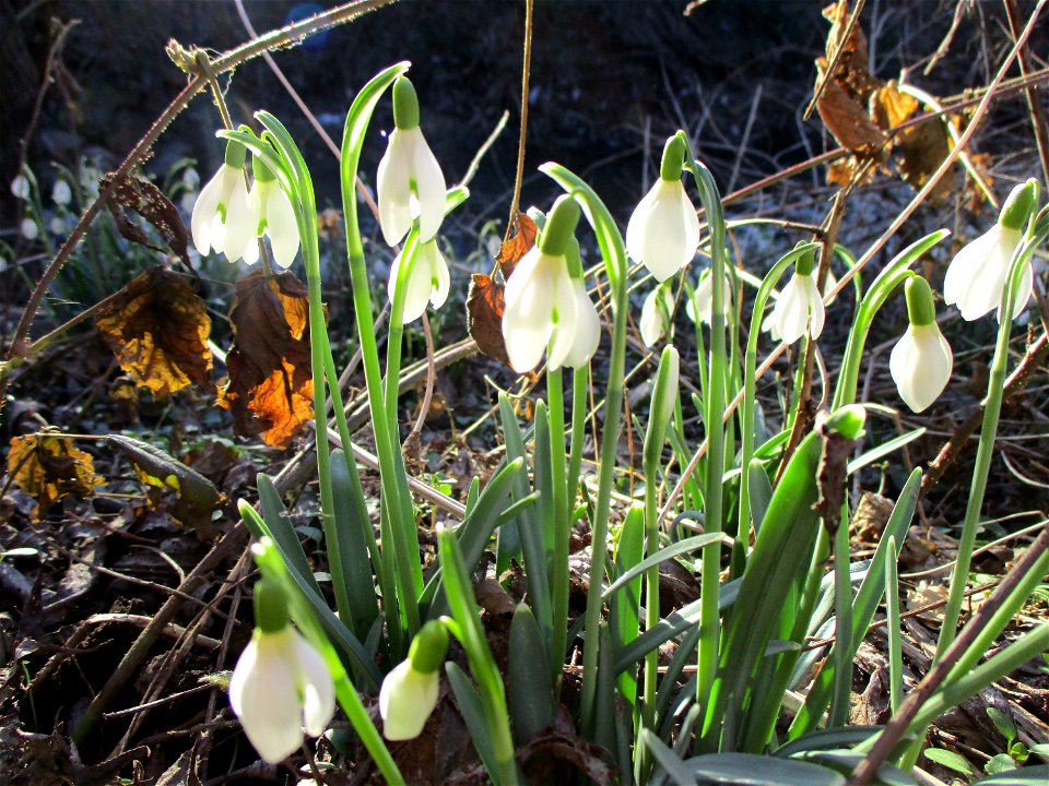 Kleines Schneeglöckchen (Galanthus nivalis) am Saarbach in Brebach