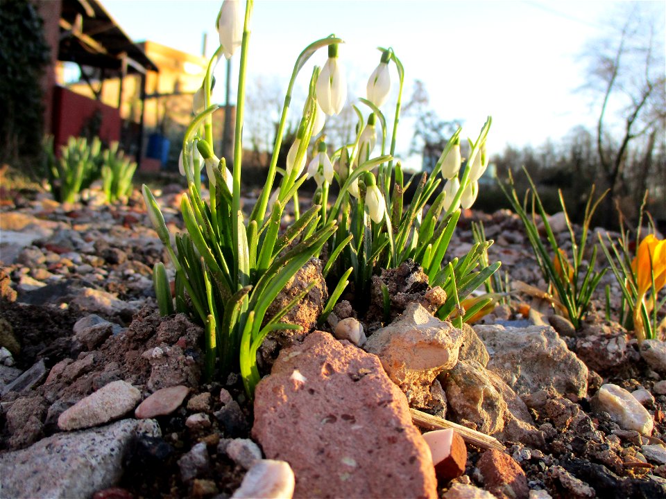 Kleines Schneeglöckchen (Galanthus nivalis) auf einer Brachfläche der Halberger Hütte in Brebach
