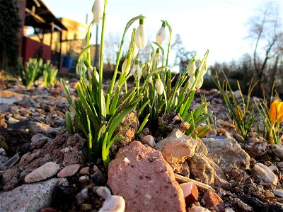 Kleines Schneeglöckchen (Galanthus nivalis) auf einer Brachfläche der Halberger Hütte in Brebach photo