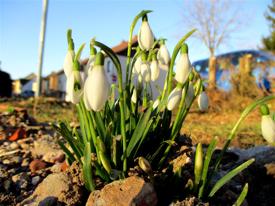 Kleines Schneeglöckchen (Galanthus nivalis) auf einer Brachfläche der Halberger Hütte in Brebach