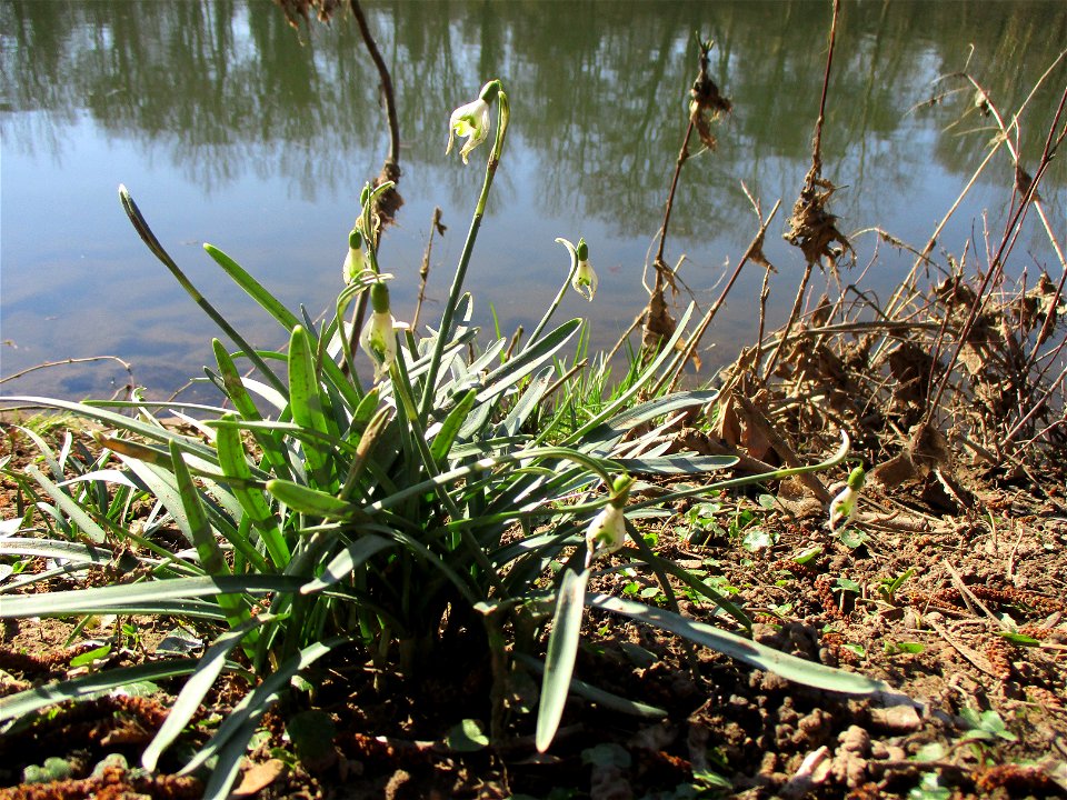 Kleines Schneeglöckchen (Galanthus nivalis) an der Saar im Naturschutzgebiet „St. Arnualer Wiesen“