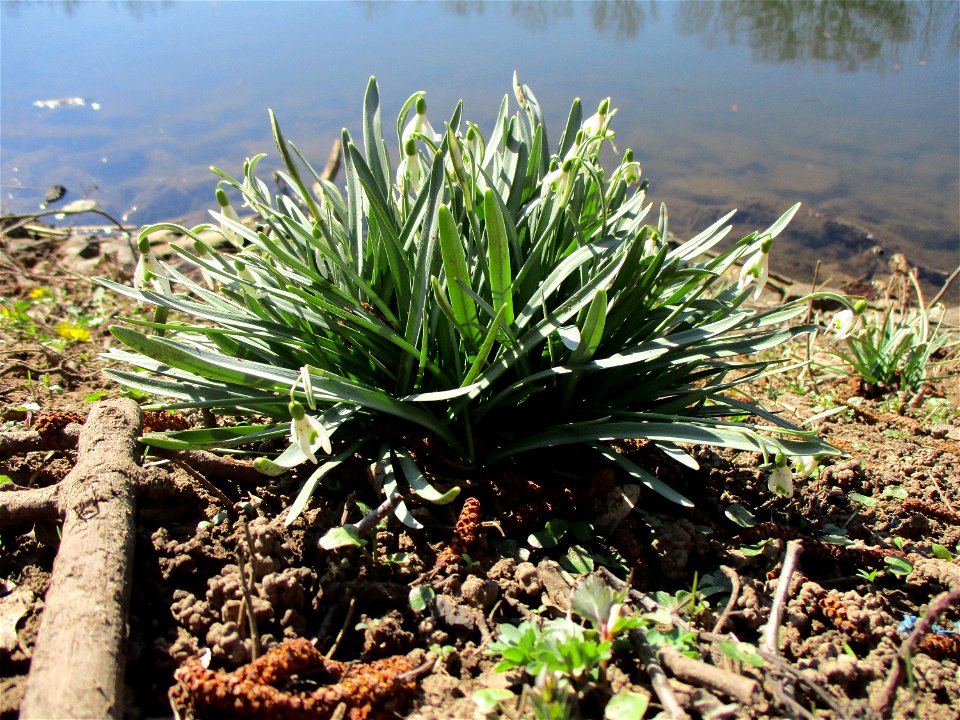 Kleines Schneeglöckchen (Galanthus nivalis) an der Saar im Naturschutzgebiet „St. Arnualer Wiesen“