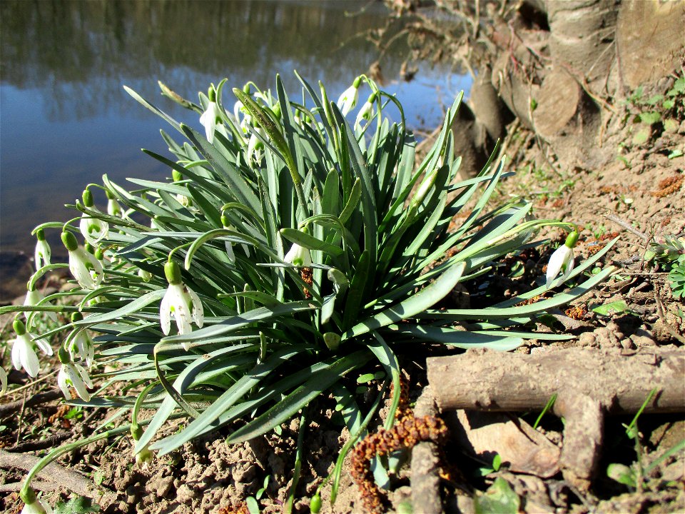 Kleines Schneeglöckchen (Galanthus nivalis) an der Saar im Naturschutzgebiet „St. Arnualer Wiesen“