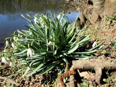 Kleines Schneeglöckchen (Galanthus nivalis) an der Saar im Naturschutzgebiet „St. Arnualer Wiesen“ photo