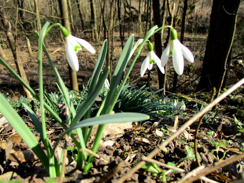 Kleines Schneeglöckchen (Galanthus nivalis) im Naturschutzgebiet „St. Arnualer Wiesen“