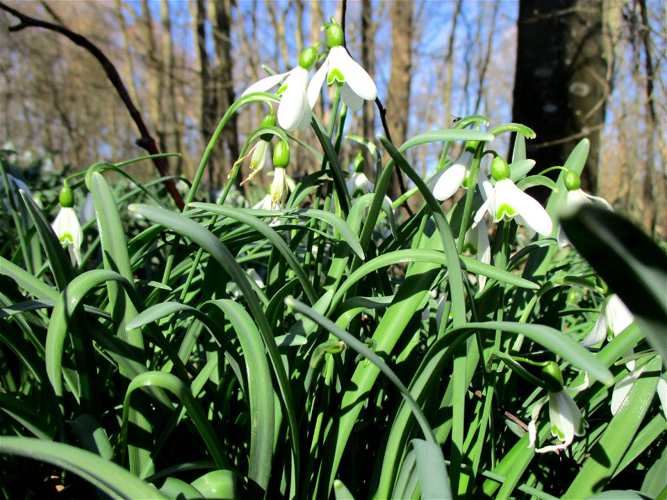 Kleines Schneeglöckchen (Galanthus nivalis) im Naturschutzgebiet „St. Arnualer Wiesen“
