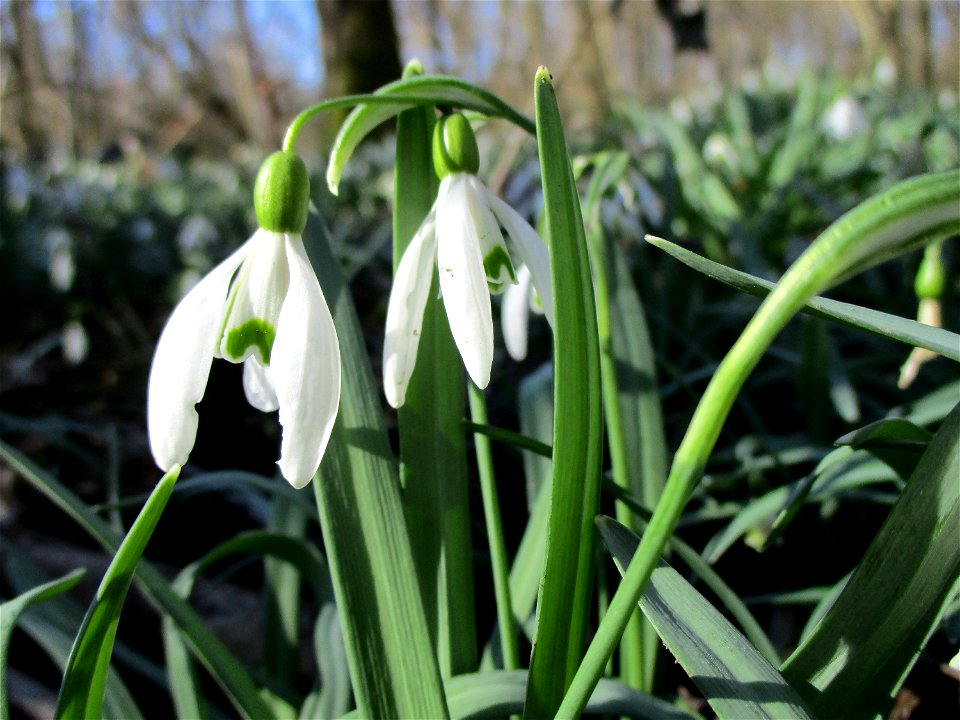 Kleines Schneeglöckchen (Galanthus nivalis) im Naturschutzgebiet „St. Arnualer Wiesen“