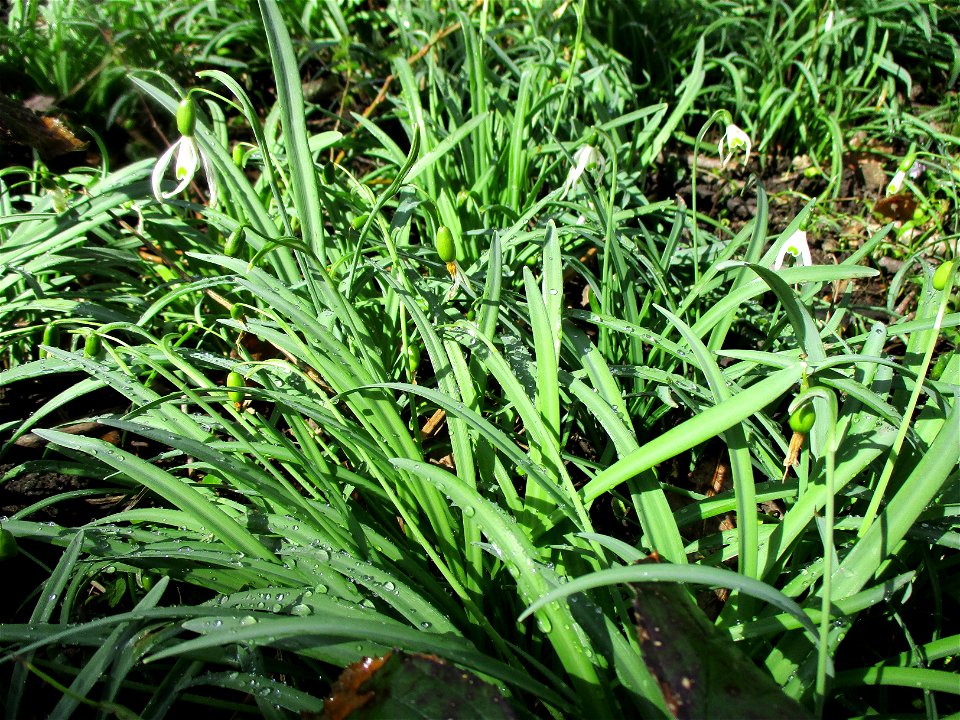 Kleines Schneeglöckchen (Galanthus nivalis) im Naturschutzgebiet „St. Arnualer Wiesen“