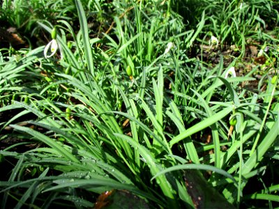 Kleines Schneeglöckchen (Galanthus nivalis) im Naturschutzgebiet „St. Arnualer Wiesen“ photo