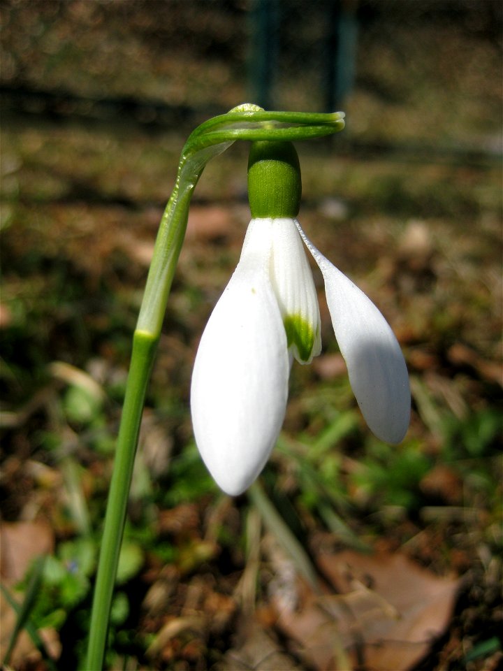 Close-up of the flower of Galanthus nivalis