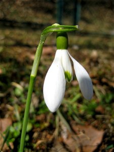 Close-up of the flower of Galanthus nivalis photo