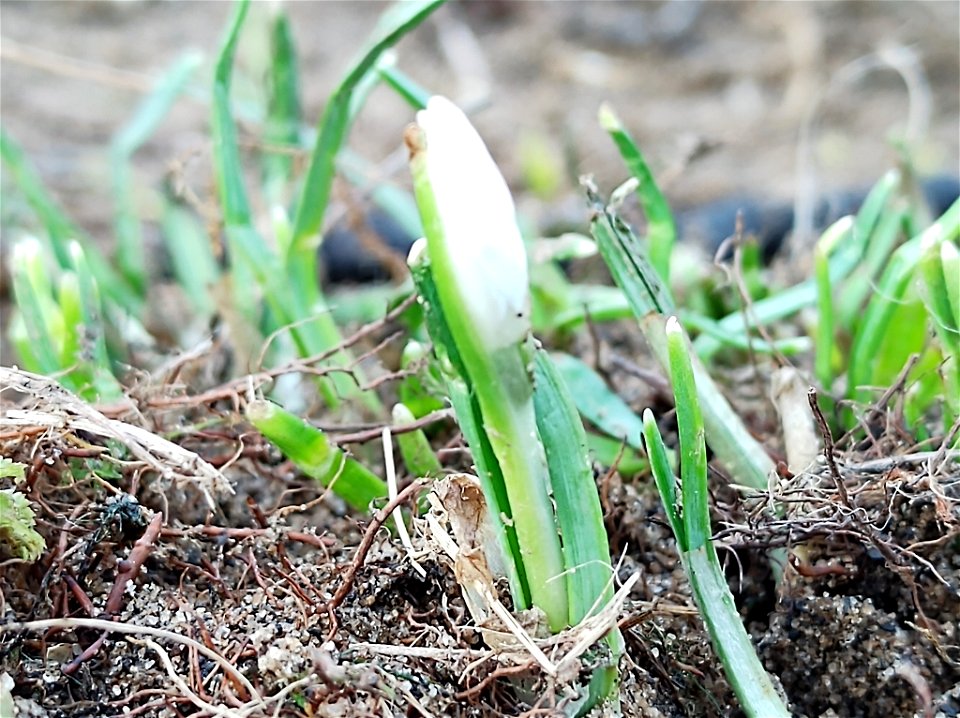 common snowdrop (Galanthus nivalis)