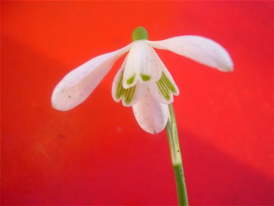 Galanthus nivalis selmade Rob Hille photo