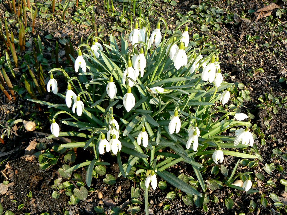 Galanthus nivalis, Lumikello