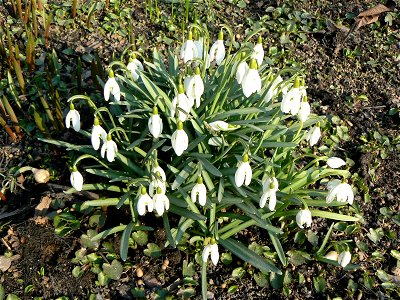 Galanthus nivalis, Lumikello photo