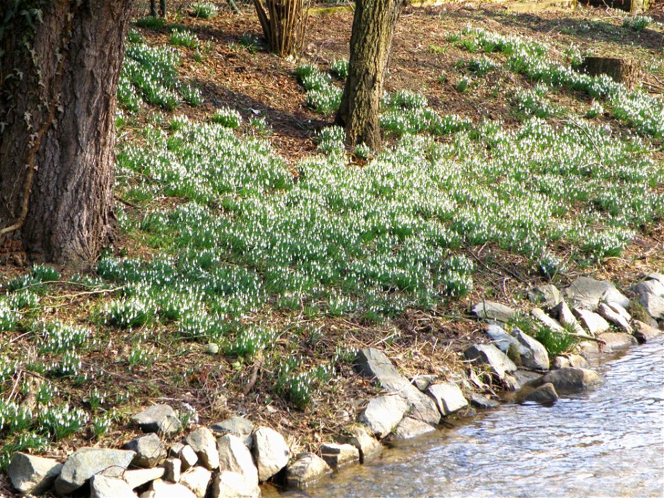 Matten aus Schneeglöckchen säumen in jedem Vorfrühling den Liederbach im alten Unterliederbacher Ortskern (Frankfurt-Unterliederbach) kurz vor der Unterquerung der A66