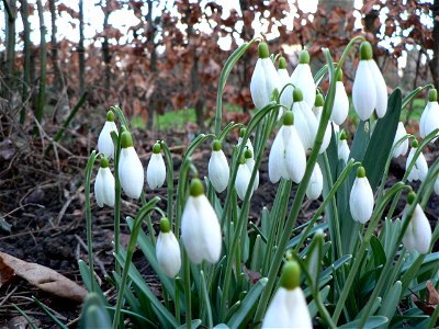 snowdrop photo