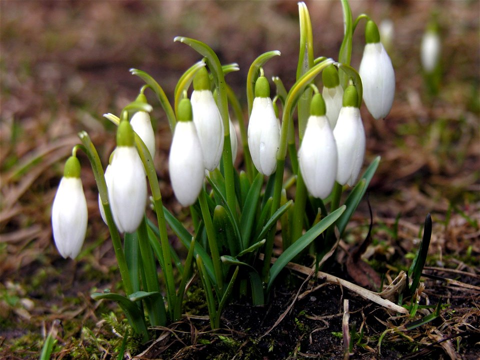 lt:Baltoji snieguolė (Galanthus nivalis) 
Šeima: lt:Amariliniai (Amaryllidaceae) 

Foto: Algirdas, 2006 m. balandžio 4 d.