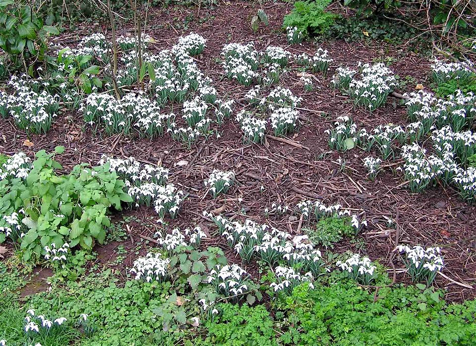 Snowdrops (Galanthus nivalis) in Kingsgate Park, Yate, Bristol, England in January 2005.