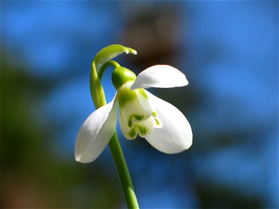 Snowdrop flower. Uppland, Sweden.