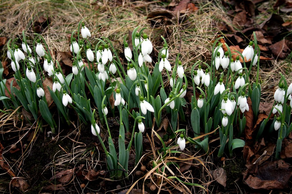 Galanthus nivalis, East Bohemia, January 2008
Sněženka jarní, květ v lednu 2008, Jaroměř, východní Čechy
Date=January 2008

Author= Karelj