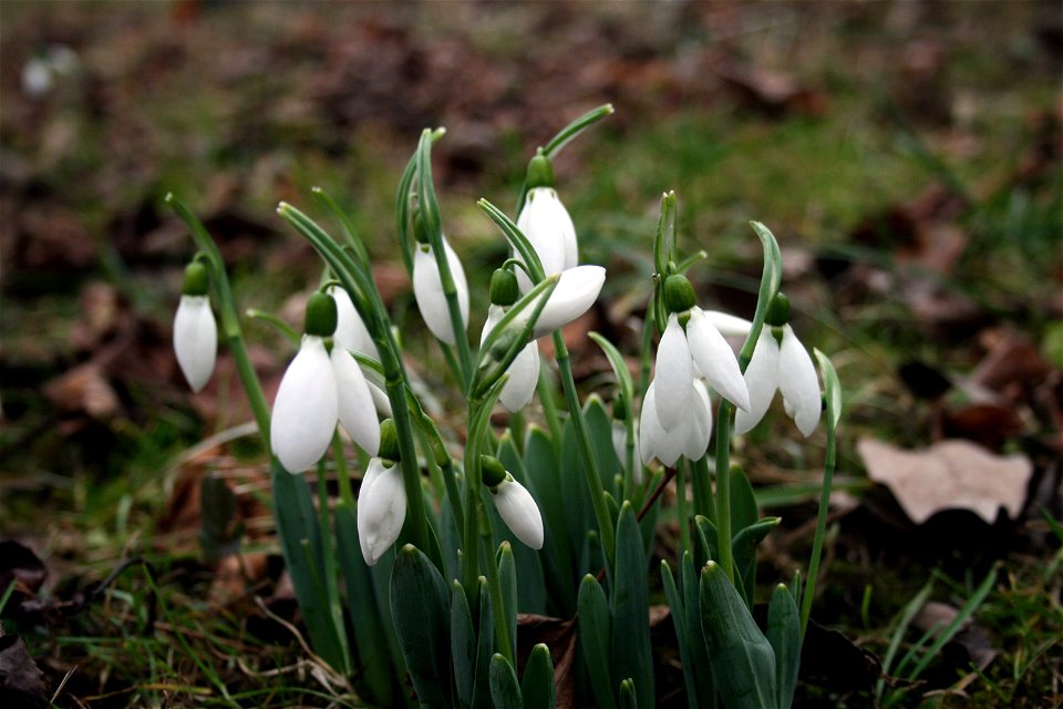 Galanthus nivalis, East Bohemia, January 2008