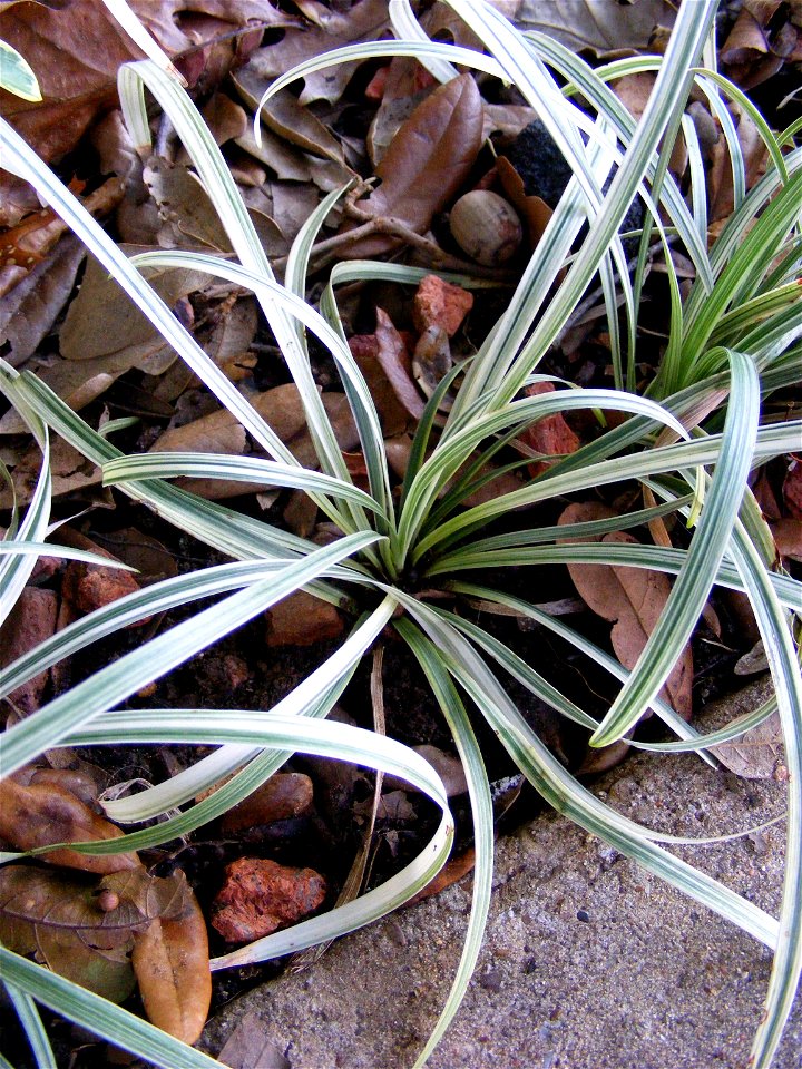 Image of Silver dragon grass Ophiopogon japonicus.