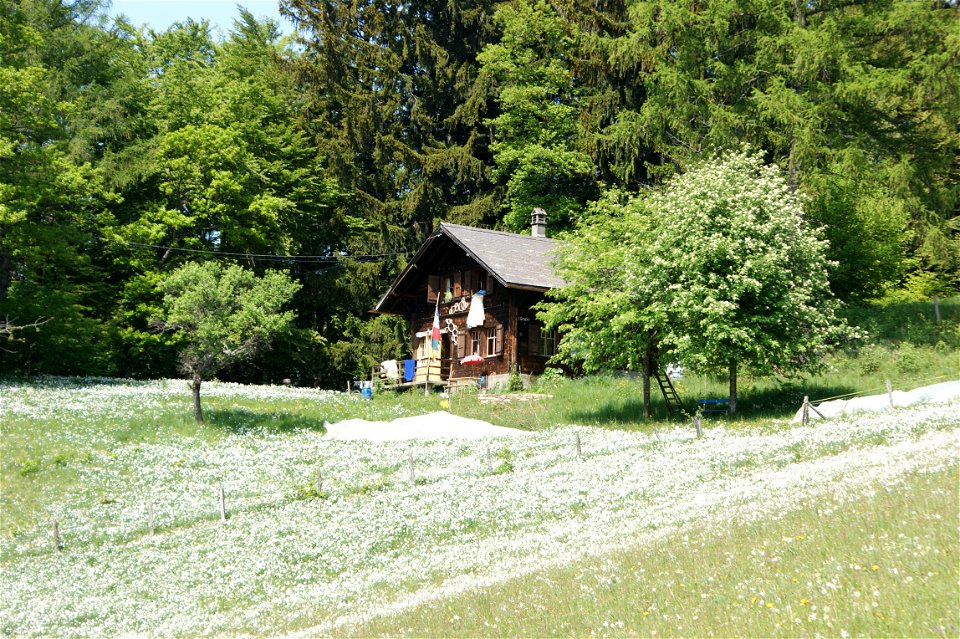 Wiese mit Weißen Narzissen auf Les Pléiades