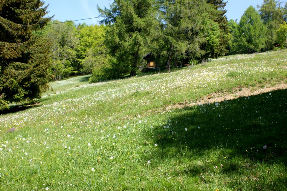 Wiese mit Weißen Narzissen auf Les Pléiades