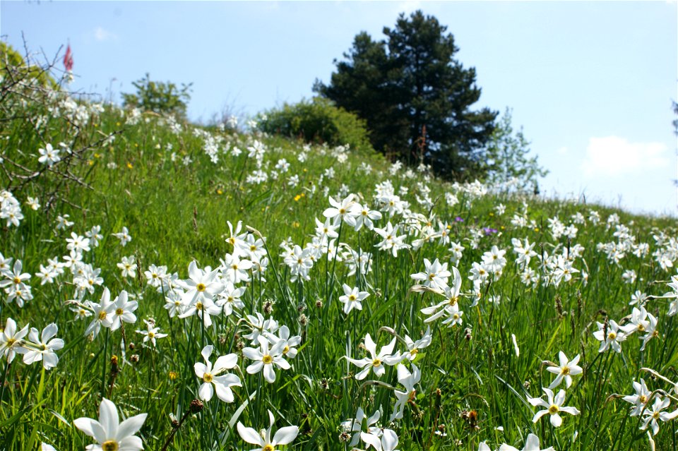 Wiese mit Weißen Narzissen auf Les Pléiades