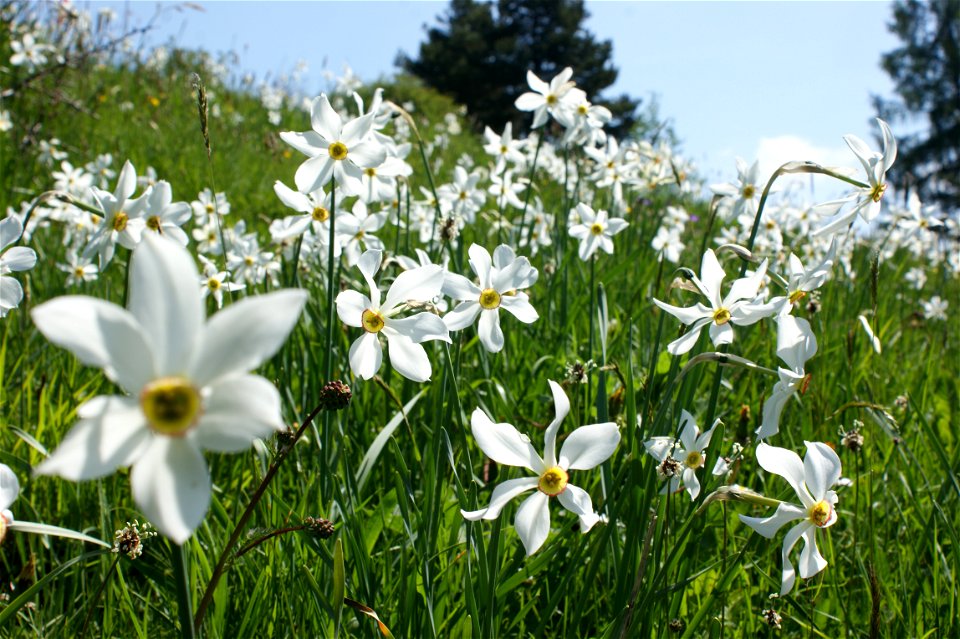 Wiese mit Weißen Narzissen auf Les Pléiades