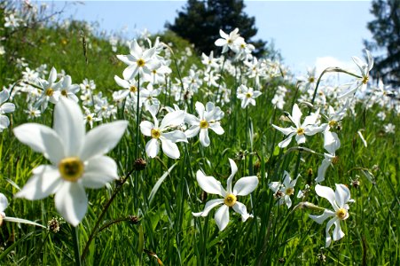 Wiese mit Weißen Narzissen auf Les Pléiades