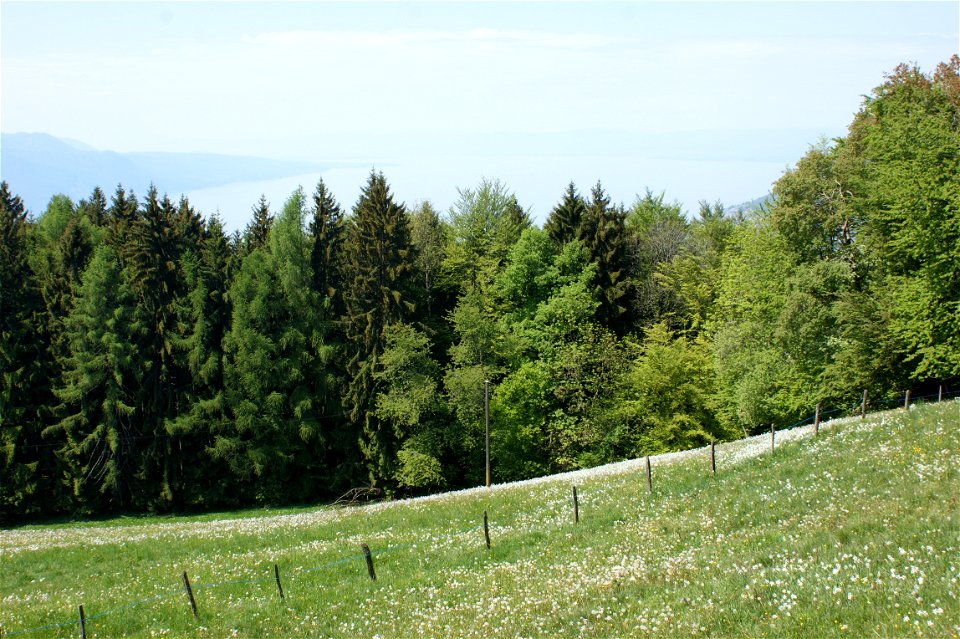 Wiese mit Weißen Narzissen auf Les Pléiades