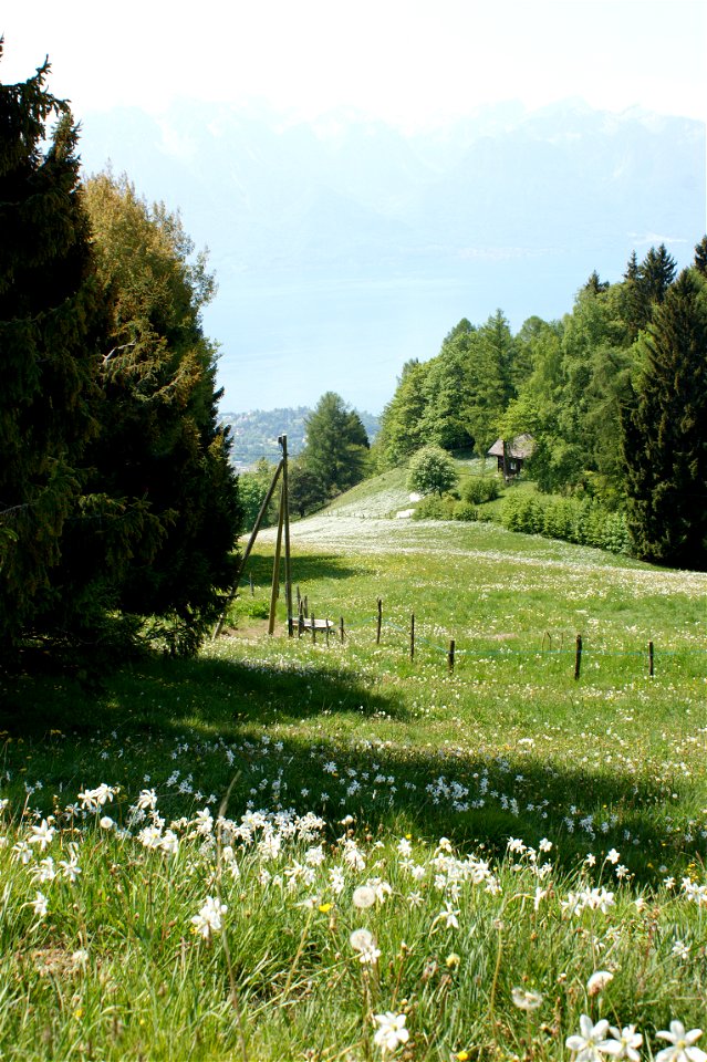 Wiese mit Weißen Narzissen auf Les Pléiades – Blick zum Genfersee