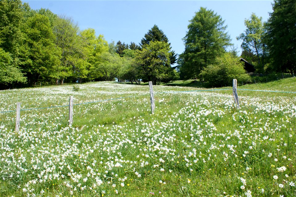 Wiese mit Weißen Narzissen auf Les Pléiades