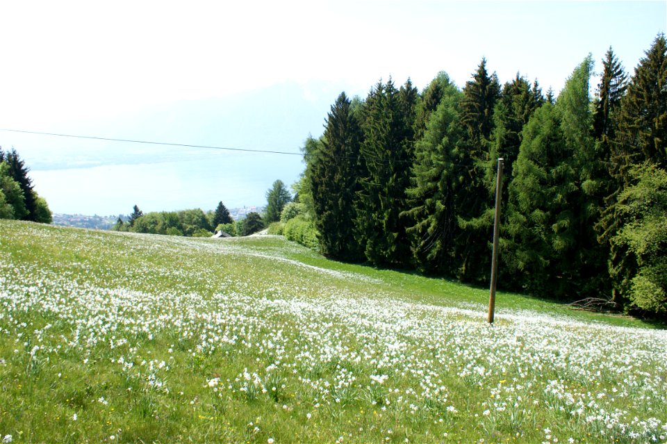 Wiese mit Weißen Narzissen auf Les Pléiades – Blick zum Genfersee
