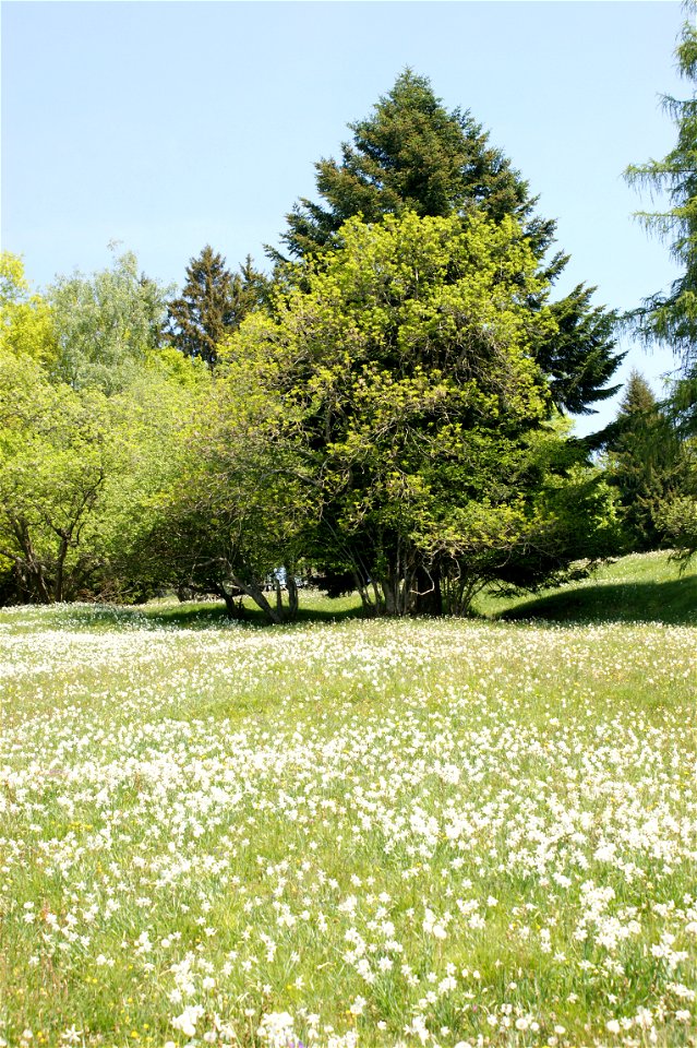 Wiese mit Weißen Narzissen auf Les Pléiades photo