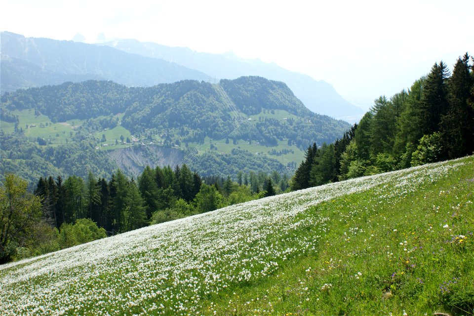 Wiese mit Weißen Narzissen auf Les Pléiades